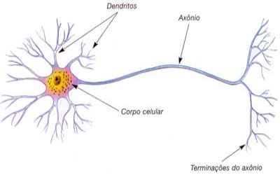 neuronio